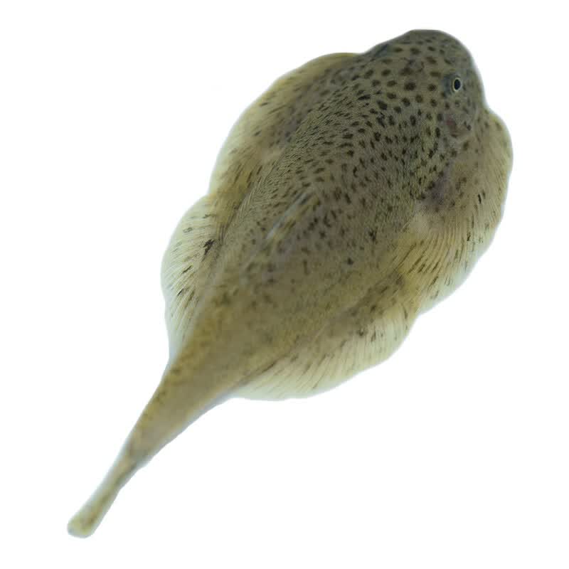 珍珠鼠鱼活体金苔鼠鱼活体底栖鱼热带鱼观赏工具鱼老鼠鱼活体 随机小