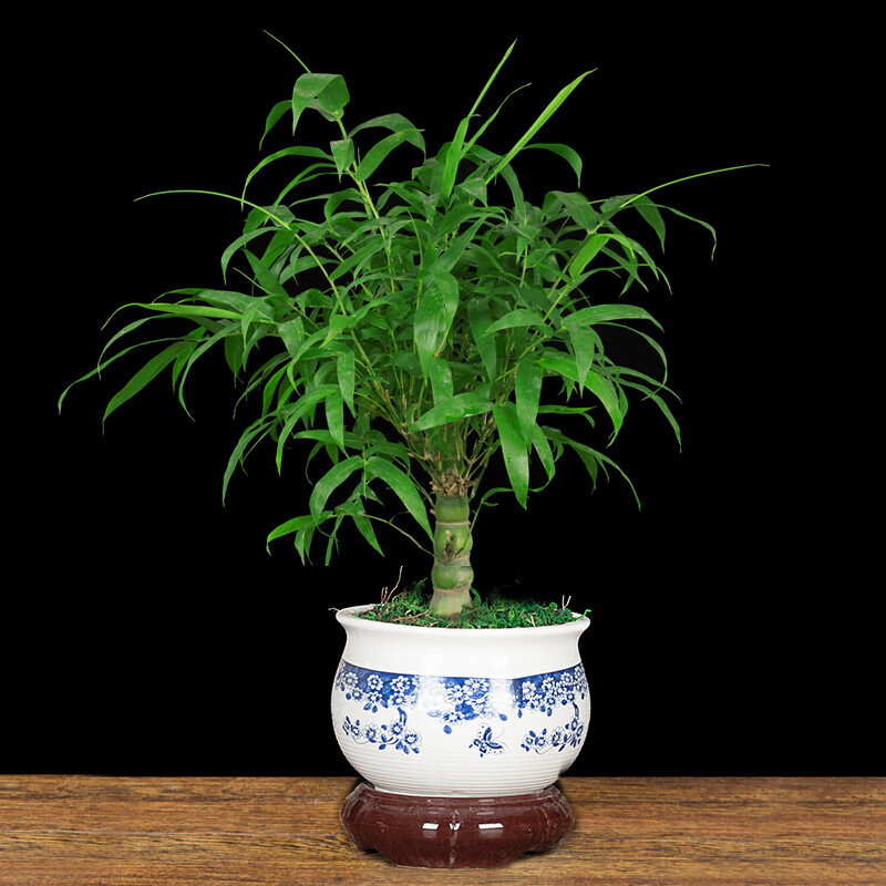 葫芦竹室内绿植竹子雅居盆景客厅房间办公室桌面四季常青树佛肚竹