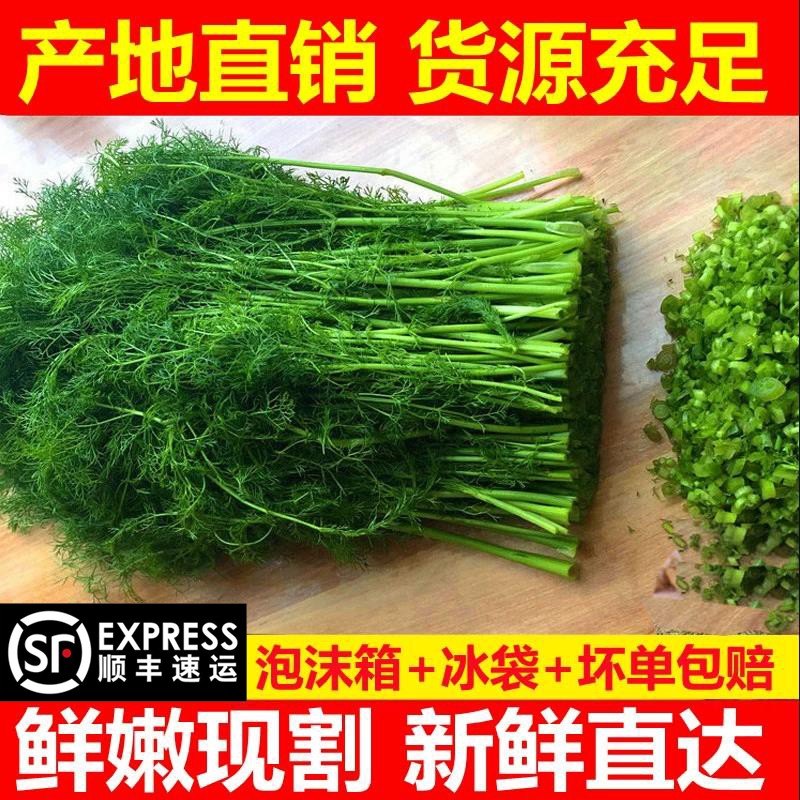 果鲜水香山东新鲜采摘茴香菜  农家自种茴香 蔬菜荤香 1斤