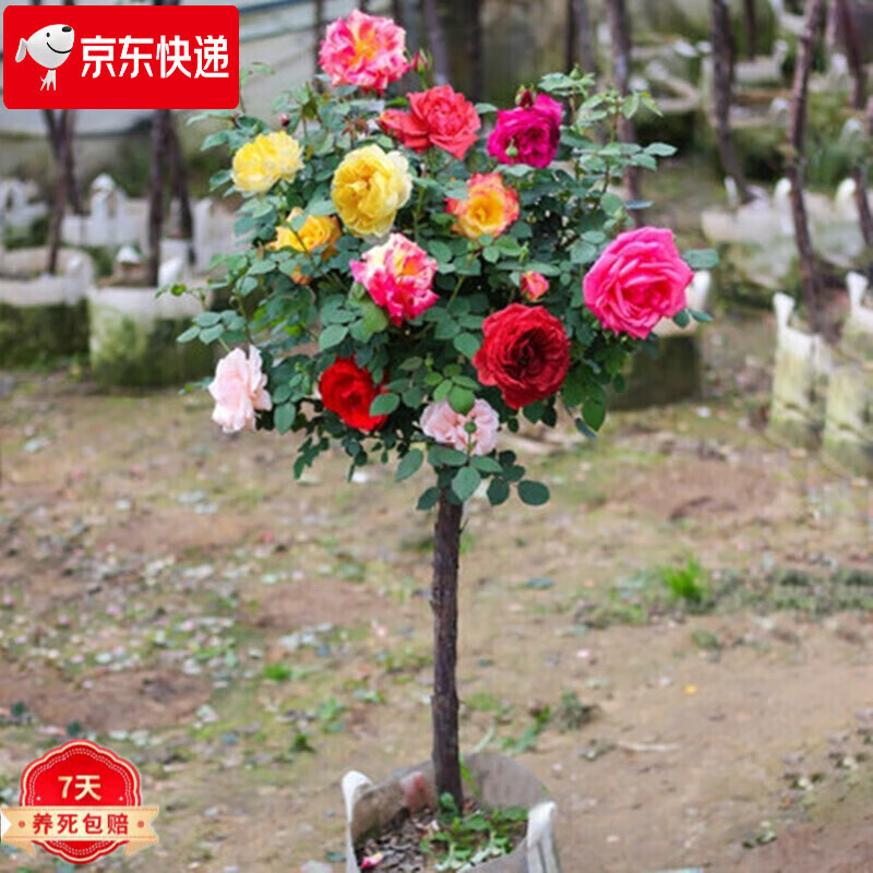 树形棒棒糖造型月季花苗高杆花树庭院盆栽地栽大花月季欧月开花浓香