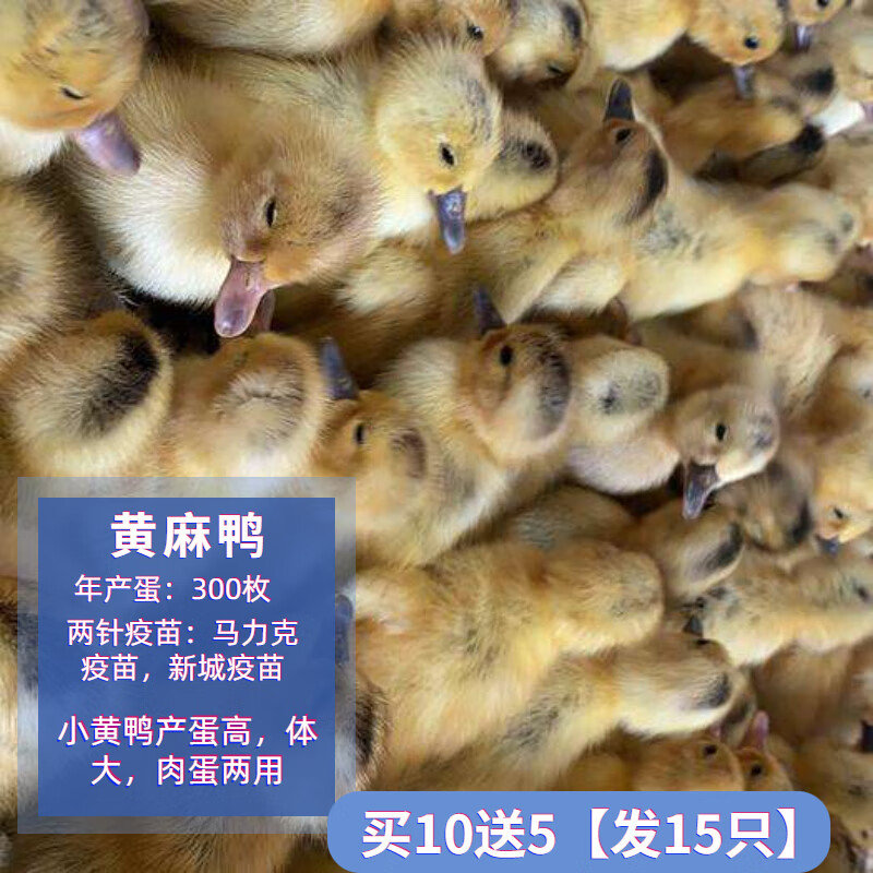 高产绿壳蛋鸭活鸭子活苗麻鸭小鸭子水鸭家鸭活鸭包活到家宠物 麻鸭买