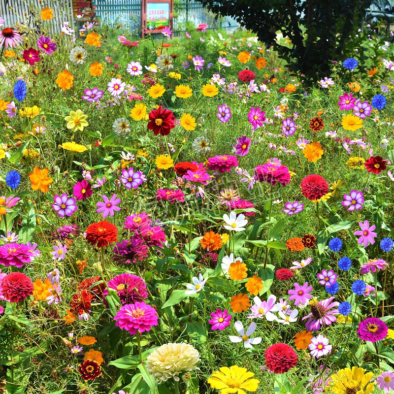 裴鲜 野花组合花种子 耐热耐旱庭院小区花籽景观绿化园艺花卉 南方型