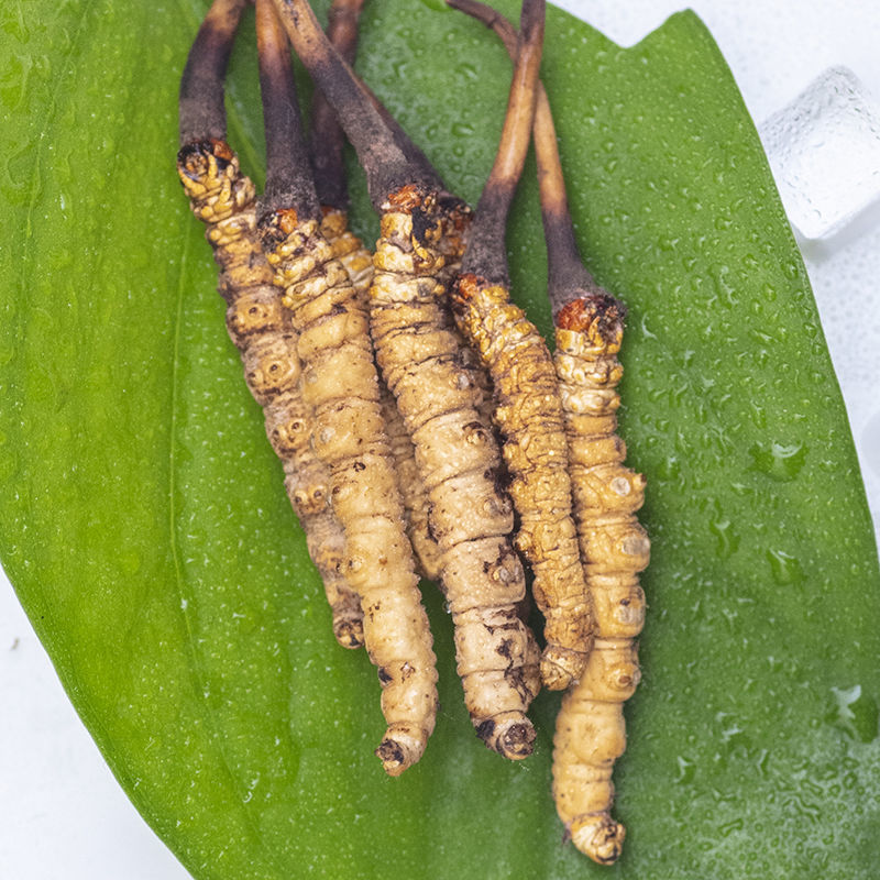 【圣迪康藏】正宗西藏新鲜冬虫夏草头期鲜草非玉树虫草10根装 娇蔲康