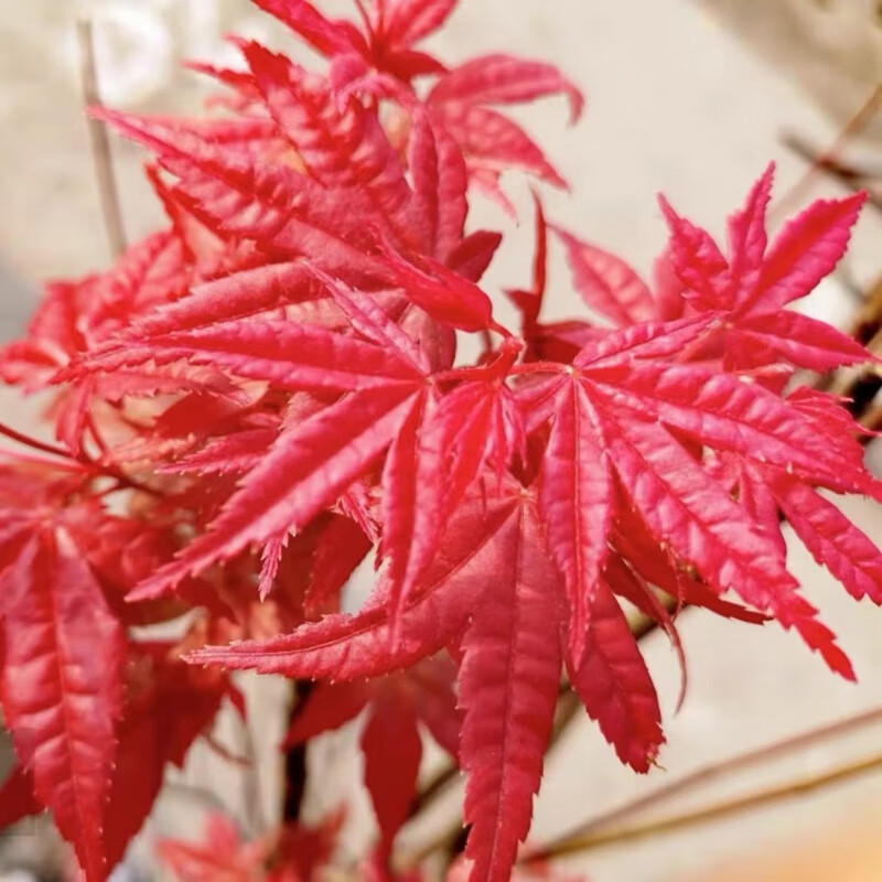 红枫红舞姬中国红三季红四季红风景树庭院精品绿植 日本红枫红舞姬0