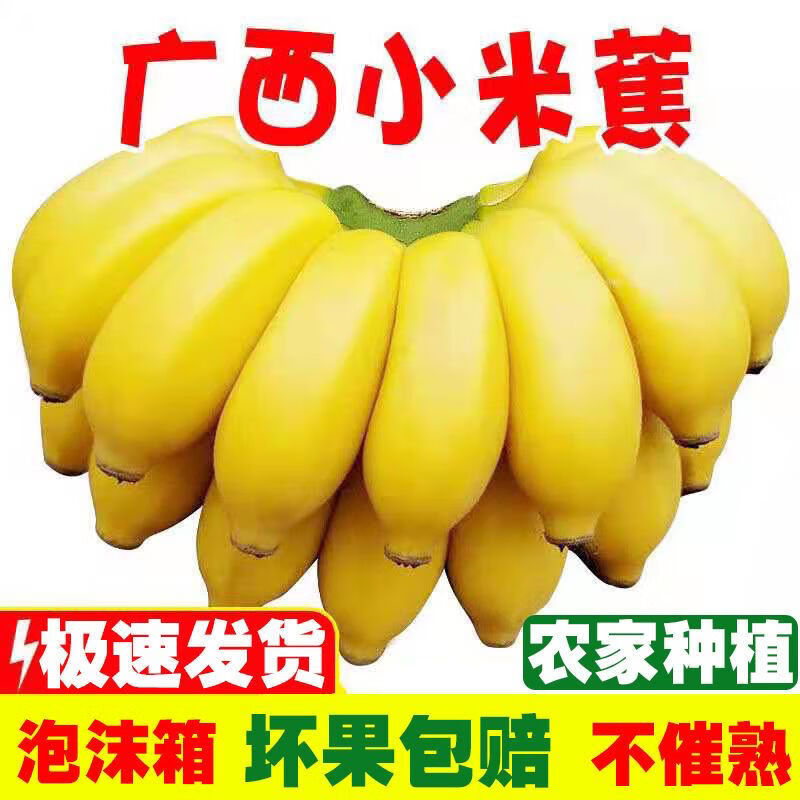 京营【当天摘】广西小米蕉皇帝蕉香蕉鸡蕉苹果蕉西贡蕉青蕉新鲜水果 9-10斤带箱 小米蕉 自然熟