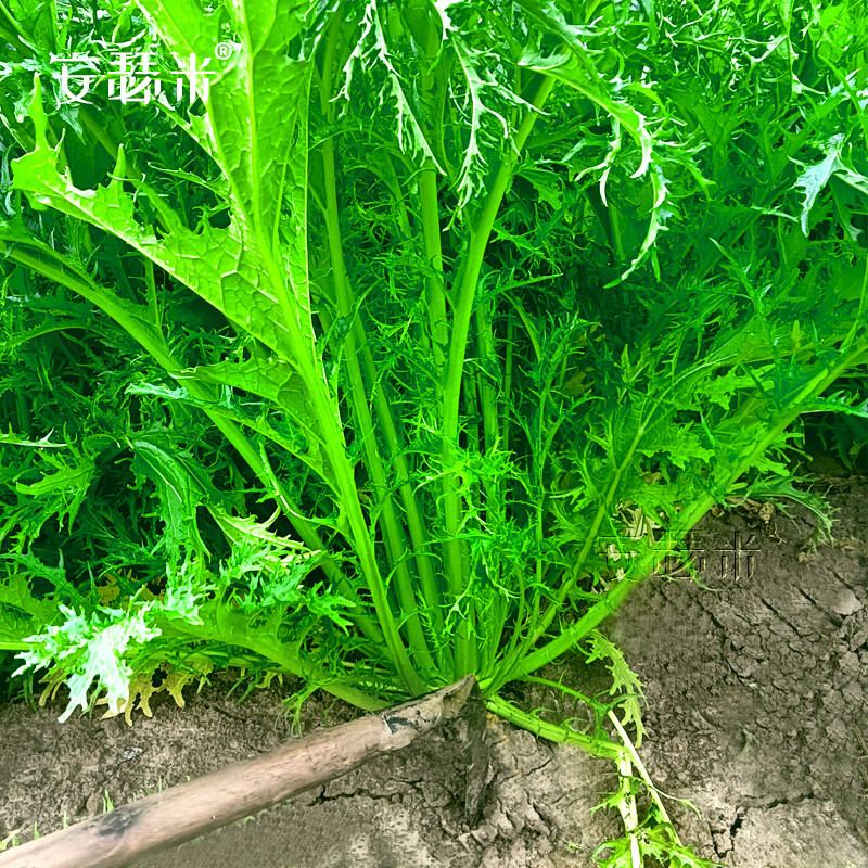 安瑟米九头鸟雪菜种子细叶雪里蕻芥雪里红腌咸菜 九头鸟雪里蕻种子