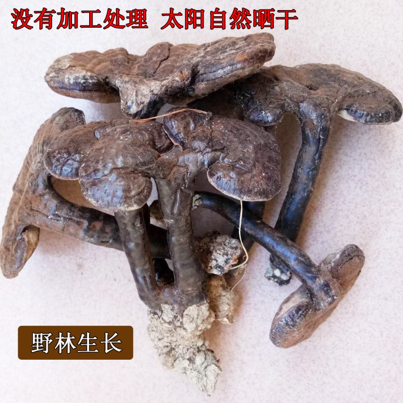【官方旗舰】整枝灵芝半紫自然紫芝 椴木林芝草 干赤片小【优选】