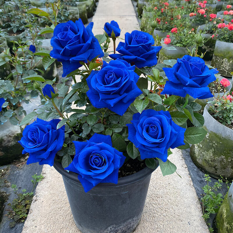 盆栽四季开花卉室内外阳台观花月季花苗特大花浓香 蓝色妖姬/发2棵苗