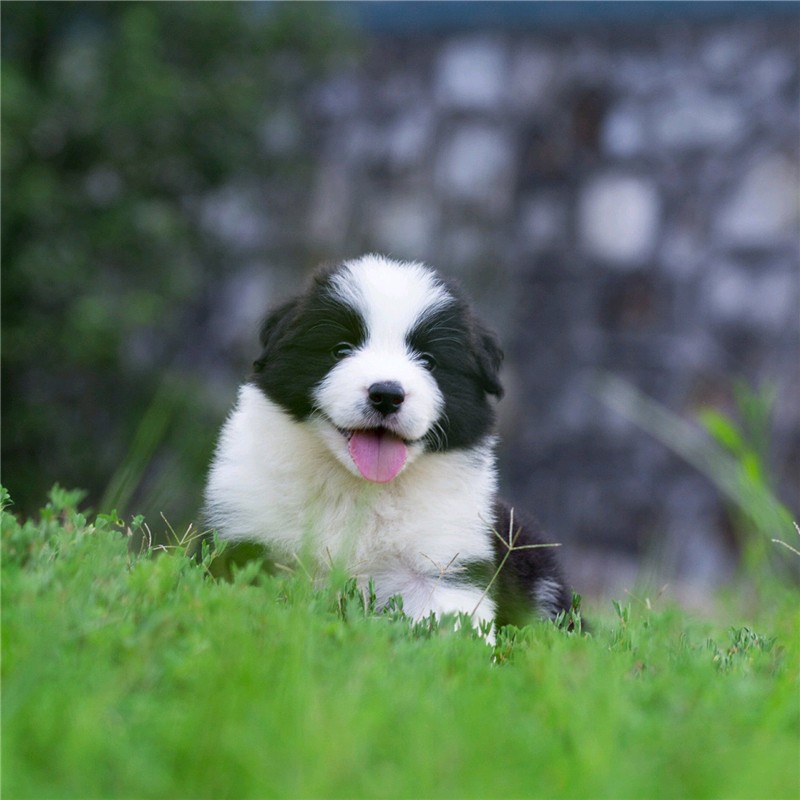 宁宠 边牧犬边牧幼犬活体边境牧羊犬幼崽宠物狗狗活体狗中型犬陨石