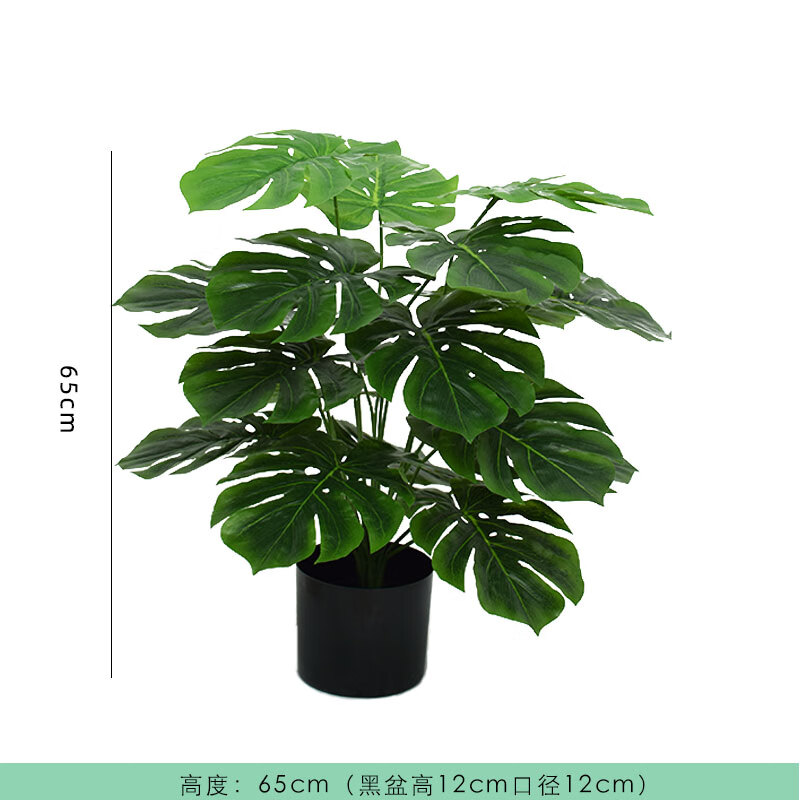 ��ŷ����ֲ�����˽�������걳Ҷ�쾰����ֲ�����������װ������ 65���׹걳Ҷ���裨�Ƽ���