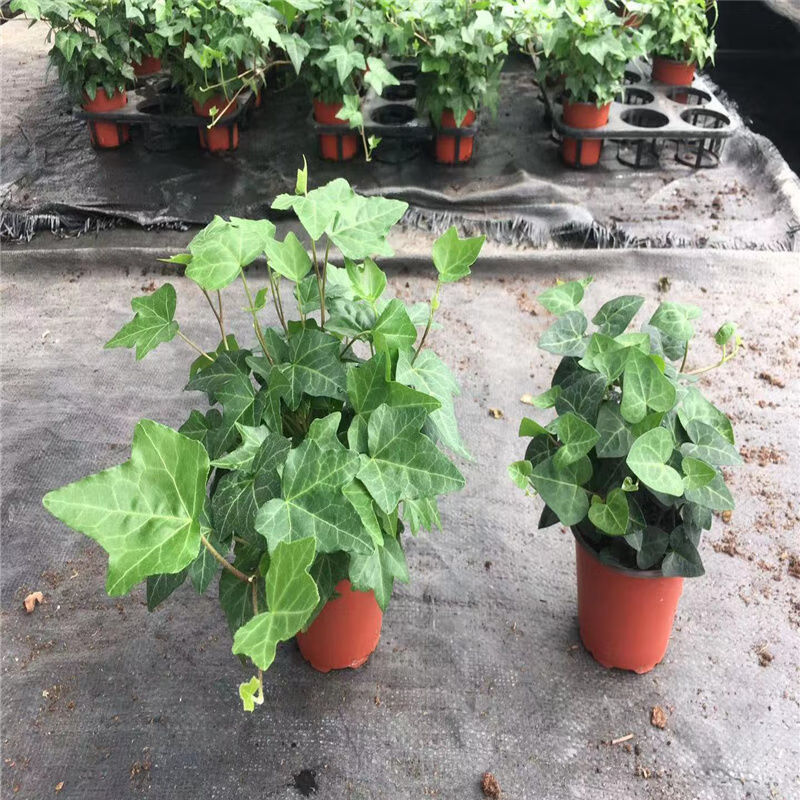 苗圃 相关京东优惠商品推荐降序排行榜 价格图片品牌优惠券 虎窝购