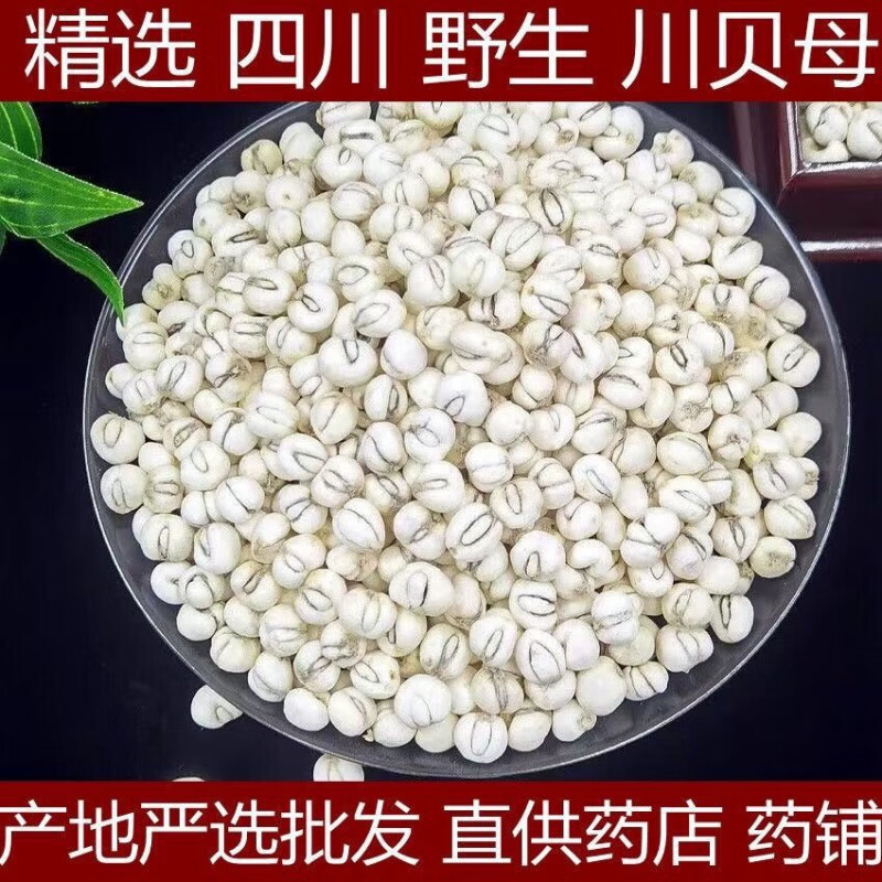 野生川贝母 尖贝母小贝母松贝藏贝母四川川贝珍珠贝米 川贝母100克