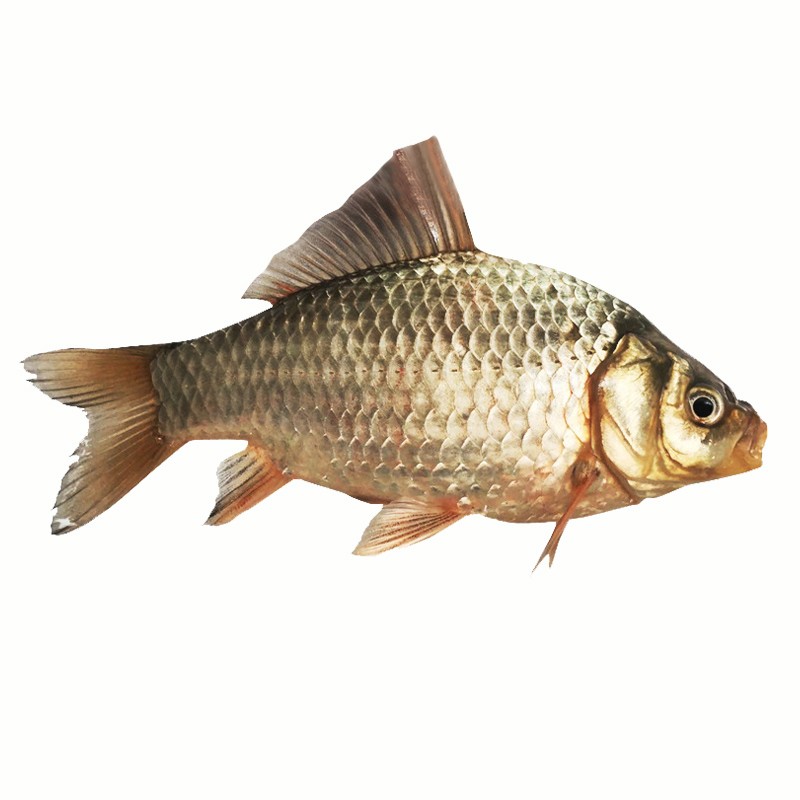 品鲜肴淡水鱼生态鲫鱼渔民捕获鲜活鱼鲫鱼现杀炖汤滋补河鲜生鲜水产净