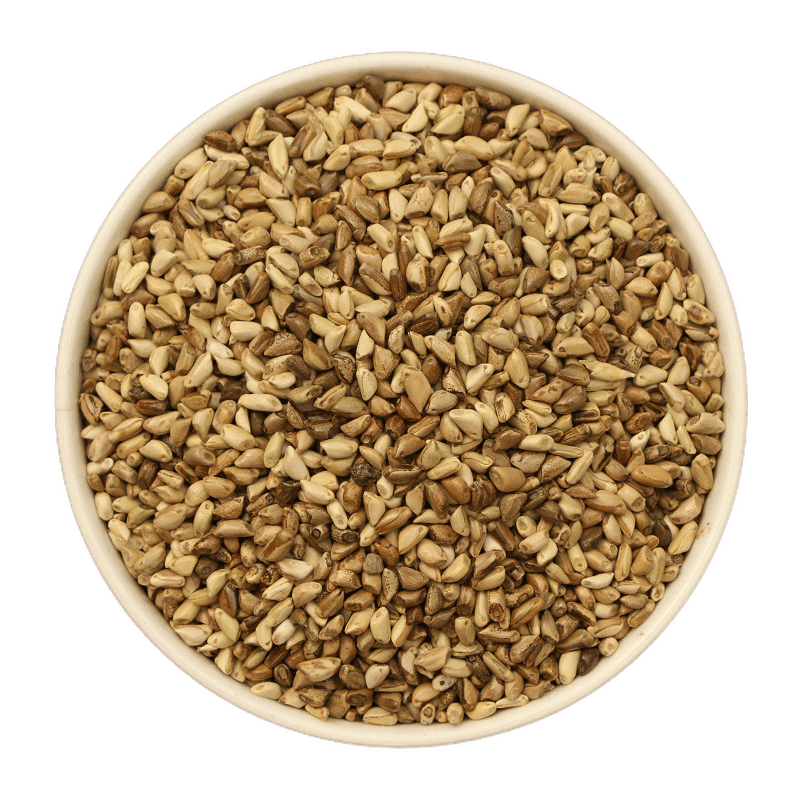 种子牧草种子喂养牛草羊草鱼草鹅草种子 苏炫 墨西哥玉米种子【半斤】