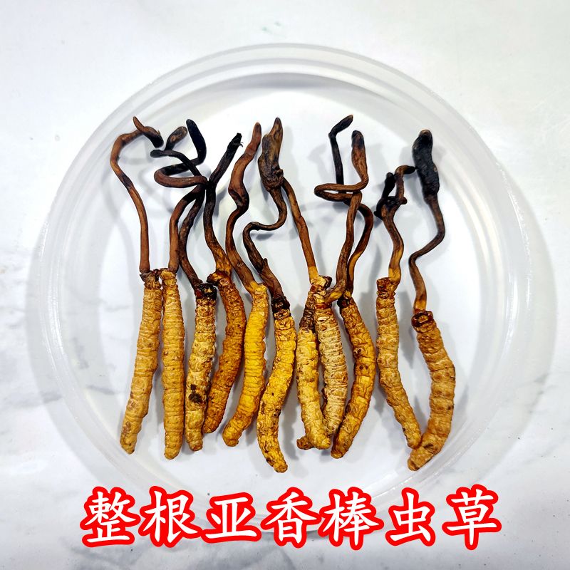 冬虫夏草断虫草 那曲西藏冻干虫草断草人工虫草青海 整根亚香棒虫草2