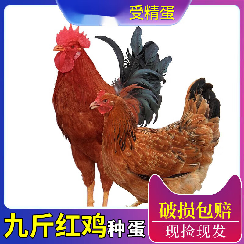 红玉380土鸡种蛋大型养殖场快大型九斤红种蛋受精蛋可孵化三黄鸡 20枚