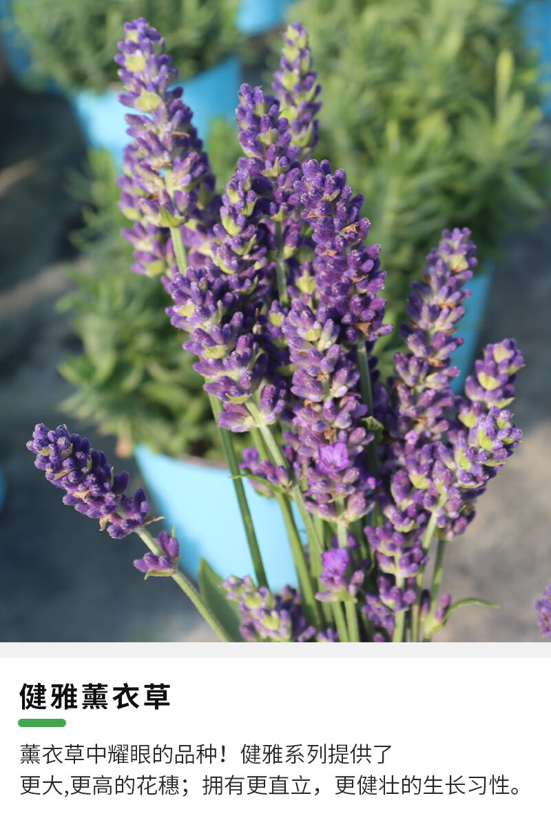 刘不丁健雅薰衣草盆栽花苗香草植物庭院阳台花园多年生草本观赏花卉