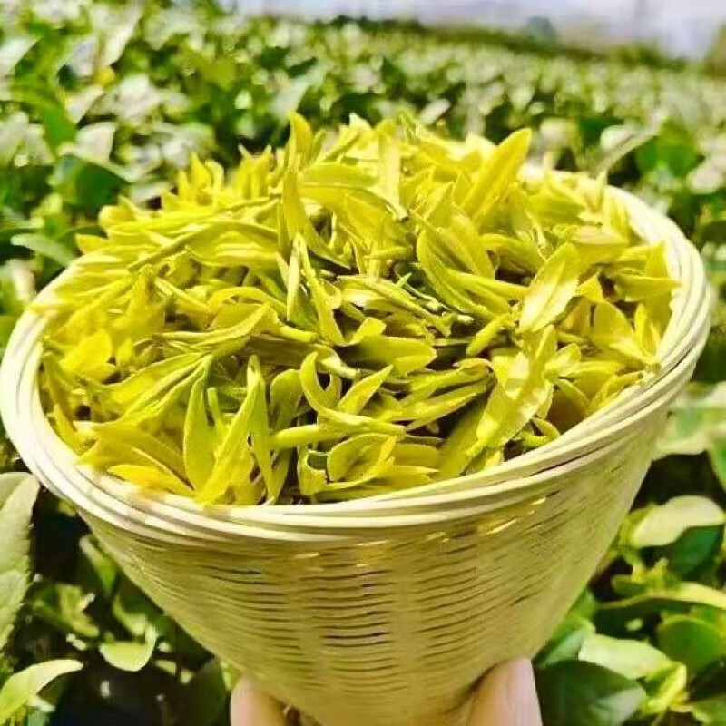 2026年黄茶怎么选不踩雷?实测这6款,口感香气大不同,看完秒懂!-图片5