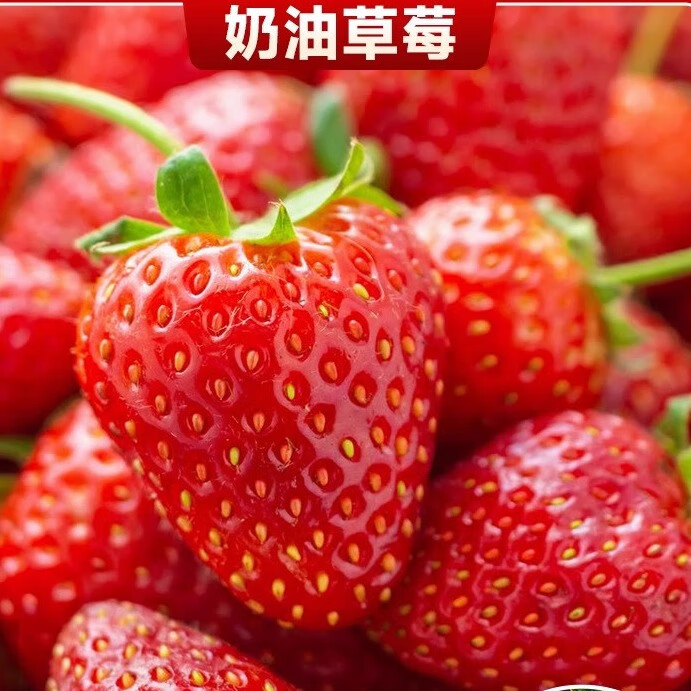 特大奶油草莓苗秧盆栽四季红颜丹东草莓苗室内阳台带盆可食用 草莓苗【1盆】品种留言-加仑盆
