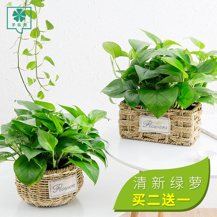 浅笑心柔绿萝盆栽植物花卉室内水培花卉绿植办公室盆栽绿萝 圆盆 绿萝