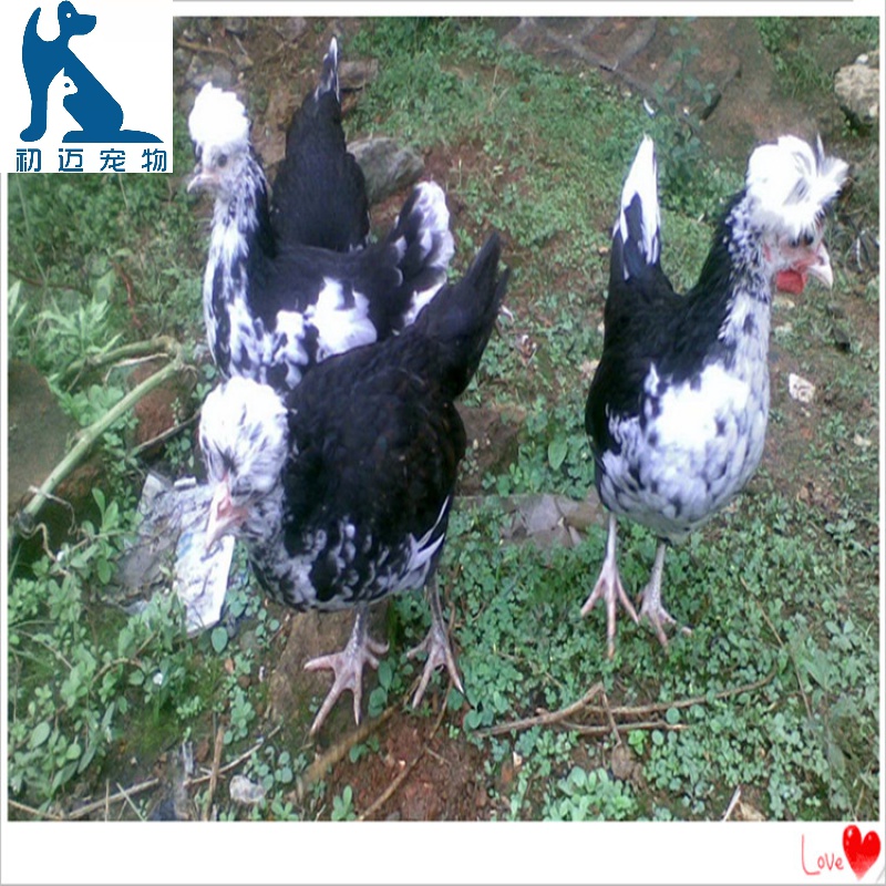 淼然阁贵妃鸡苗活体贵妃鸡活苗脱温苗活鸡苗公鸡苗母鸡苗包活到家 1只