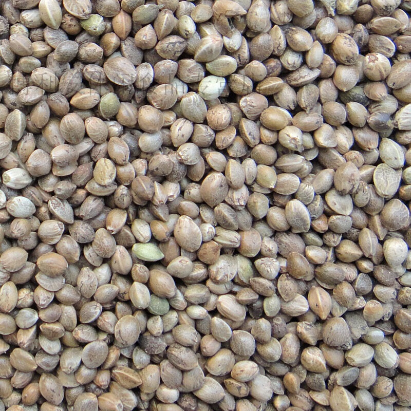 tlxt黑珍珠小瓜子油葵籽粮产地麻子火麻仁新粮 小麻子(5斤) 0kg