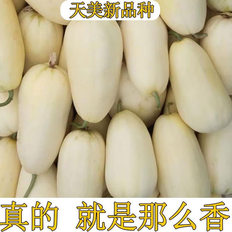 玫栀新品种天美55甜瓜蜜宝黄皮脆甜香瓜山东济宁喻屯特产新鲜面甜 5斤