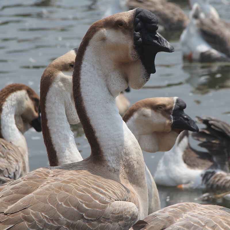 小鹅活苗正宗狮头鹅特大活苗潮汕纯种狮头鹅鹅苗灰狮子鹅幼崽 正宗