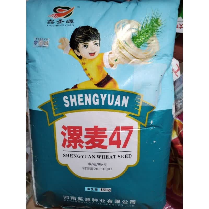 小麦种子矮杆漯麦大穗小麦原种大田良种抗病抗倒早熟审定麦种 漯麦47拆包1斤高性价比高么？