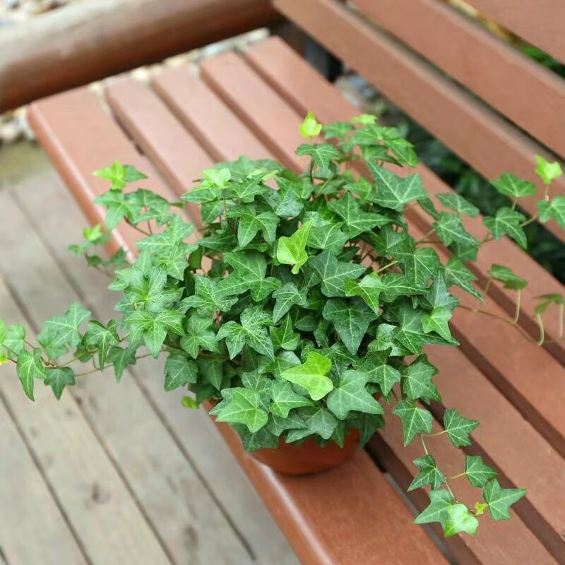 萌肉居常春藤盆栽好养植物室内垂吊兰长春藤水培四季爬藤/常青藤原盆