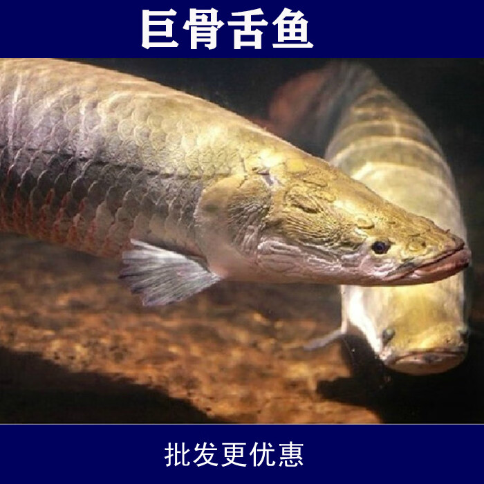 酷牧大型观赏鱼 凶猛红尾海象巨骨蛇鱼白金巨骨舌鱼 巨骨36