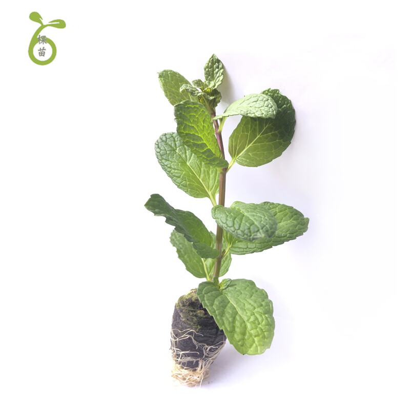 苗水培盆栽可食用迷迭香百里香紫苏香草九层塔香料 留兰香薄荷 不含盆