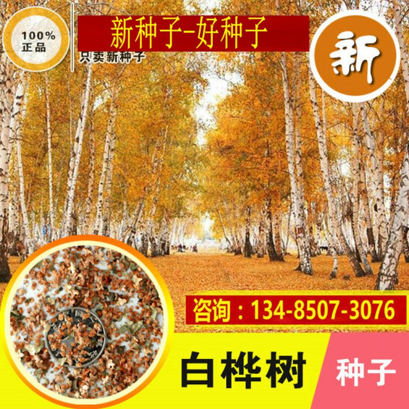 树种子白桦粉桦桦皮树种籽药用园林绿化行道树种子qcdd 白桦种子1斤