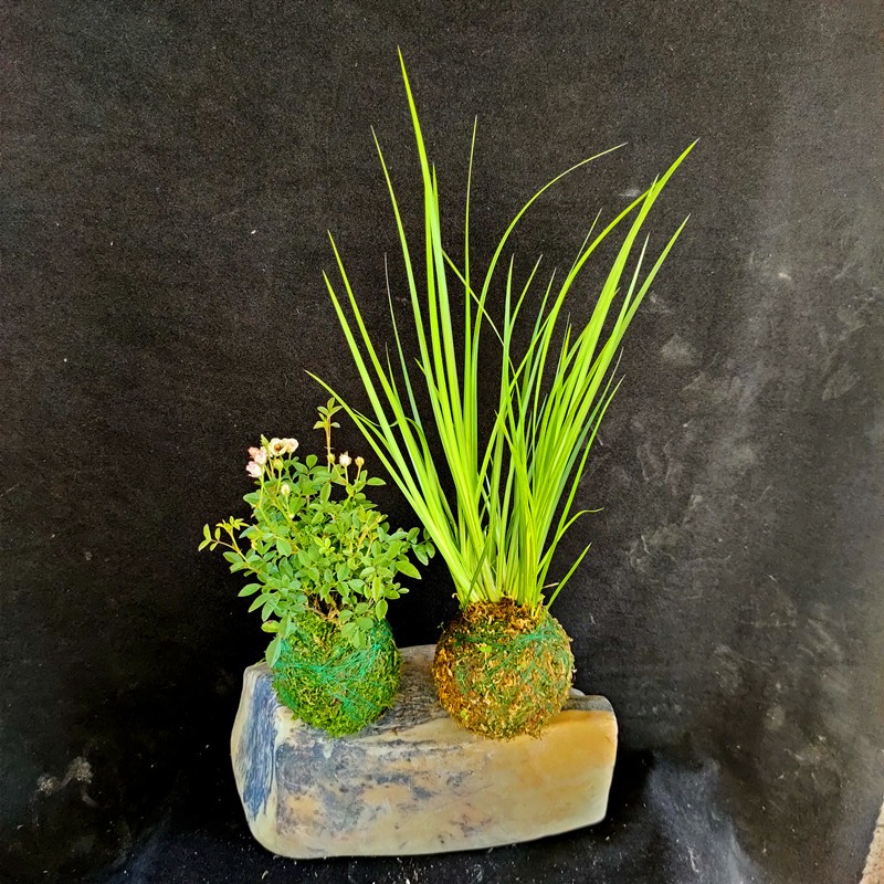 苔藓球胧月菖蒲草玉龙须四季常青有栖川苔藓球水培绿植盆景办公室