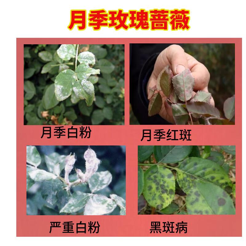 杀菌药花卉植物月季多肉病虫害多菌灵锈病黑斑病炭疽病烟煤病农药 30g
