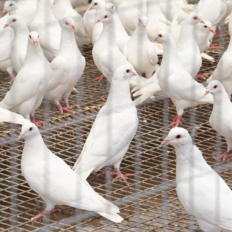 京觅 京东飞翔鸽系列 乳鸽900g/3只 独立装 烧烤