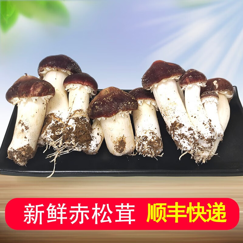 绿养道北京平谷桃林赤松茸 姬松茸 新鲜菌菇【顺丰快递】 3斤怎么看?