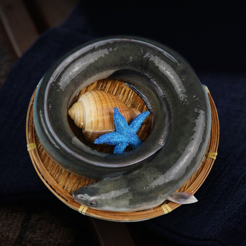 叁时鲜 新鲜花鳗鱼卢鳗鱼2-3斤/条 鳗鱼白鳝白鳗鱼类海鲜水产 2-2.