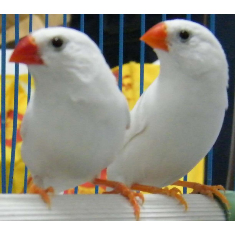 oimg七彩文鸟活体小型宠物鸟观赏鸟珍珠鸟活物灰白文鸟活体鸟 鸟粮 白