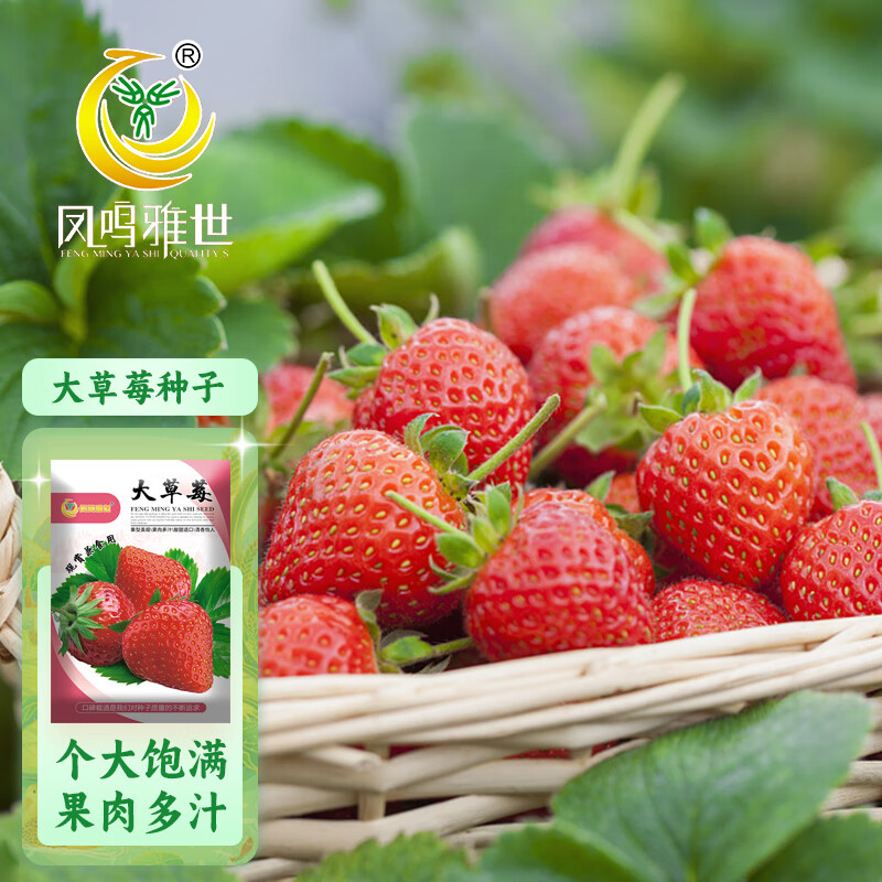 凤鸣雅世食用奶油大草莓种籽四季种植室内阳台盆栽水果大草莓种子500粒