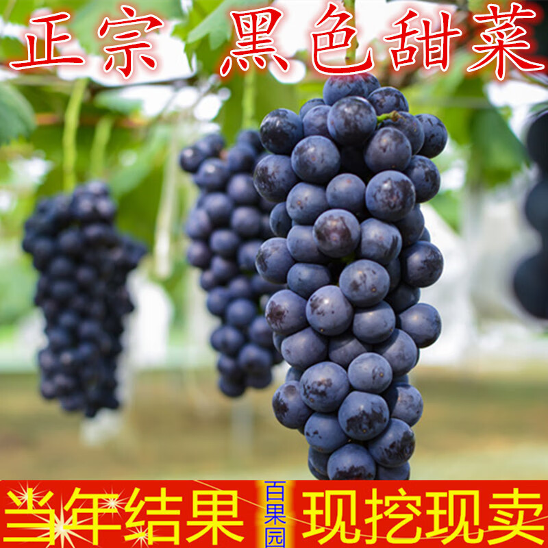 沪乾葡萄王葡萄树苗黑色甜菜葡萄苗果大浓甜肉肥汁多抗寒耐热地栽果树