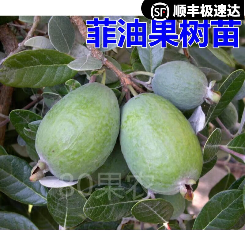 菲油果苗 斐济果苗 盆栽果树南北方新奇果树费约果吉果菠萝番石榴 2.