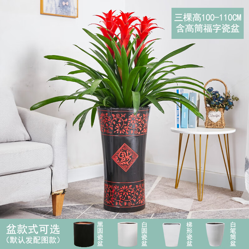 大型绿植查这个商品的价格走势|大型绿植价格比较