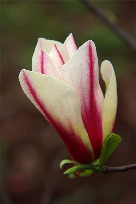 欧悟玉兰树苗 红玉兰 白玉兰花 庭院阳台盆栽地栽苗木花卉绿化树苗 双