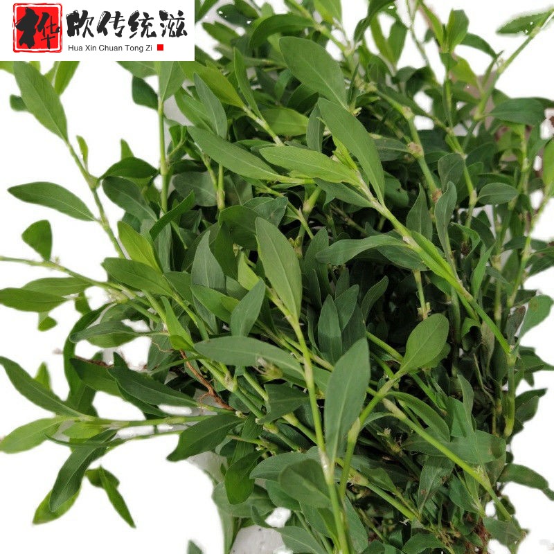 伟博萹蓄草篇蓄扁竹草地蓼猪牙草牛鞭草猪叶草新鲜