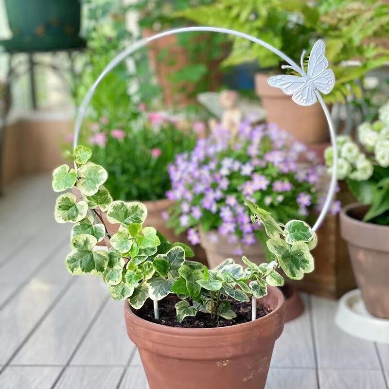 绿萝爬藤架雪莹花架绿萝室内绿植攀爬支架圆形心形带蝴蝶山乌龟爬