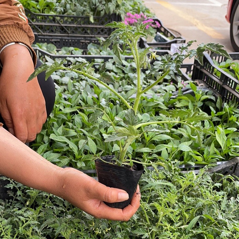 凤鸣雅世辣椒苗子蔬菜苗大全盆栽秧苗蔬菜孑秧四季阳台菜苗夏季秧苗孑