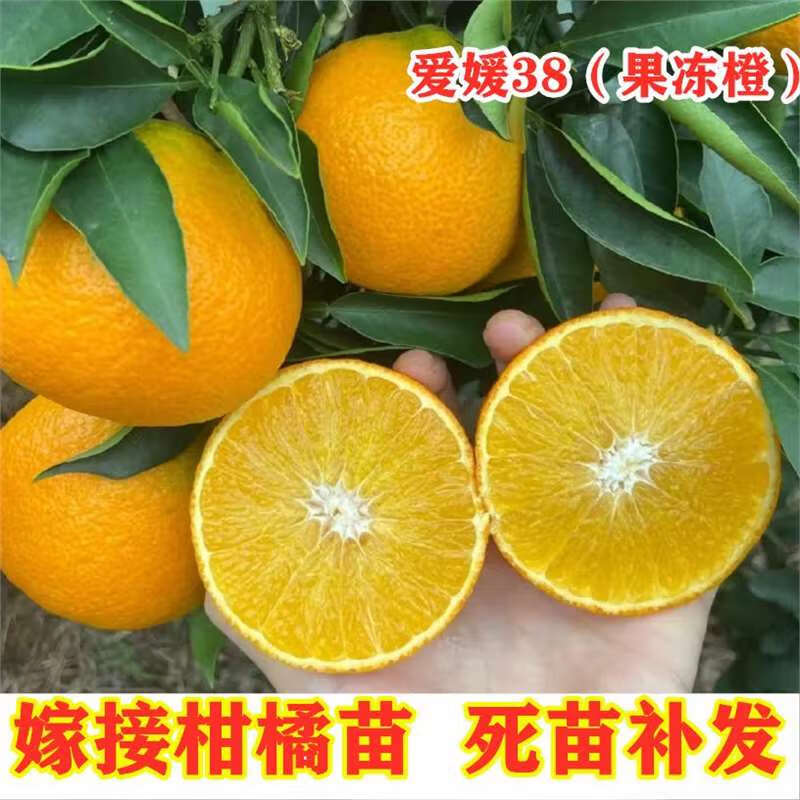 惠知君爱媛38号果冻橙柑橘树苗嫁接无籽杂柑橘子苗盆地栽柑桔苗当年结果 三年苗2颗【优惠套餐当年结果苗 50cm(含)-60cm(不含)