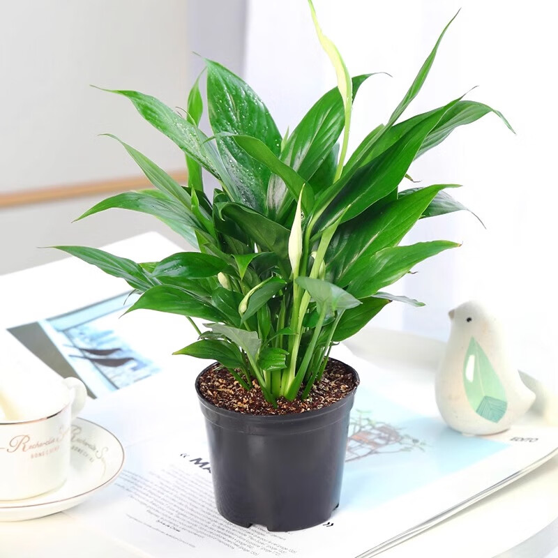 ���ڲ���������һ�����������һ����˳�����Ứ��ֲ�����ڻ�ˮ�������ֲ����������ȩ ����3�����+��ԭ�衿