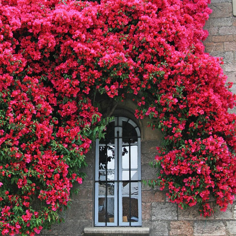 ŷ�� �ļ���ľ�㻨������ľ�㻨����ֲ�����Ե����¼�Ǿޱ����Ԯ���� �ļ���ľ������50-70���׸� 74.01Ԫ��3��(��24.67Ԫ/��)